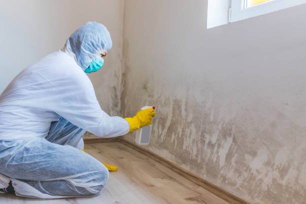 Licensed Basement Mold Remediation service in Burlington, NC - 24 Hour Mold Removal